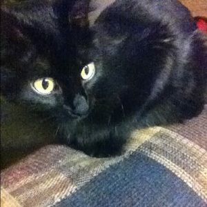 Meet your Posher, Nikole